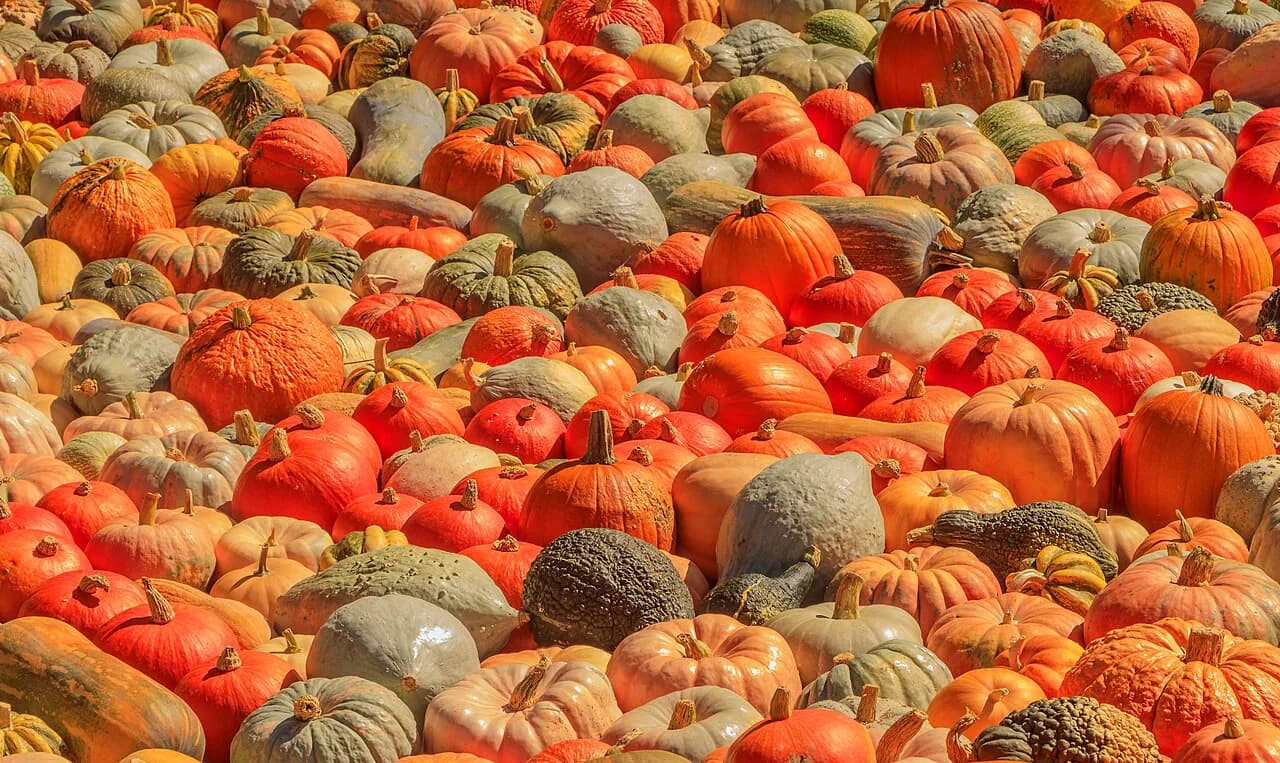 Where to Stay for Ludwigsburg Pumpkin Festival: Best Areas & Hotels