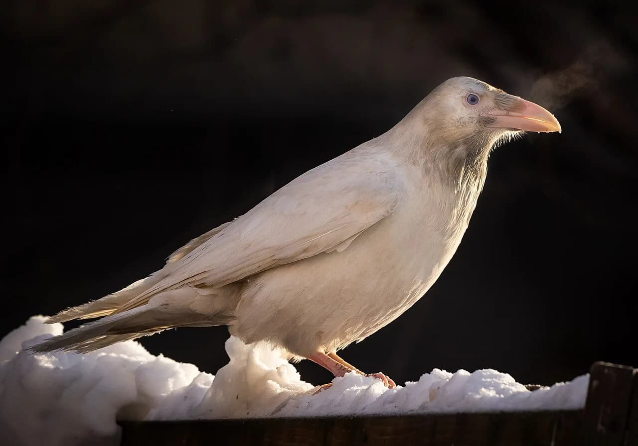 Where to Stay for White Ravens: Munich Neighborhoods by Transit Access