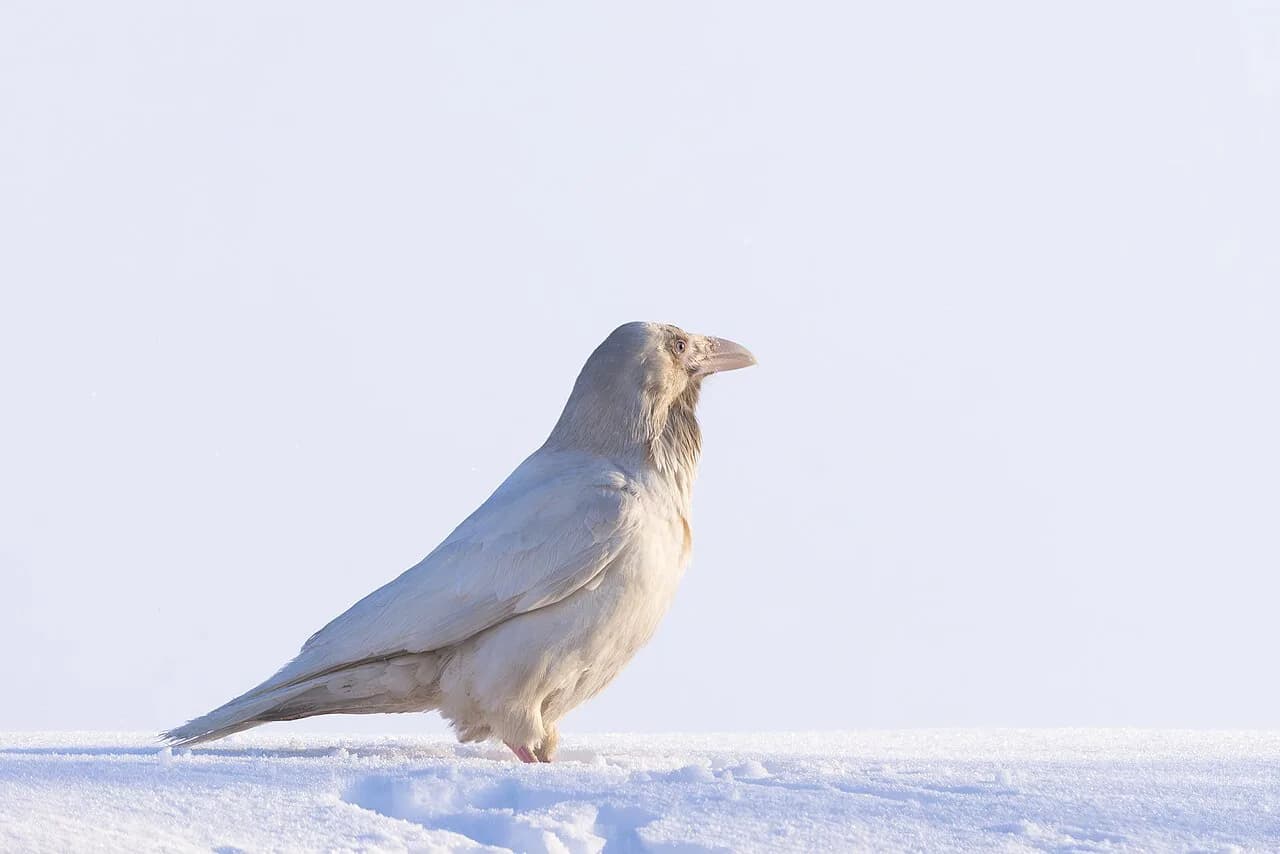 White Ravens Food Guide: Best Eats, Drinks & Ordering Tips