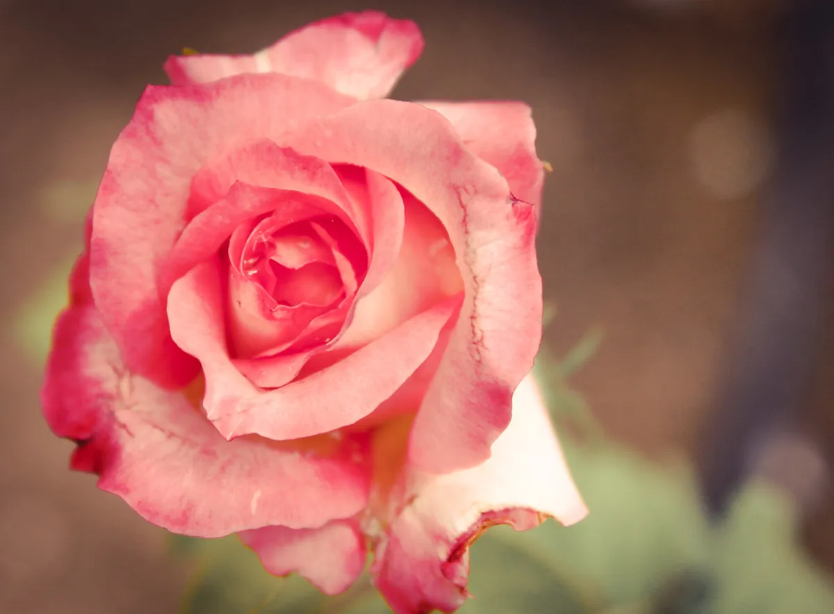 Where to Watch the Rose Monday Parade